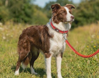 WOOPF Explorer Bungee Dog Leash