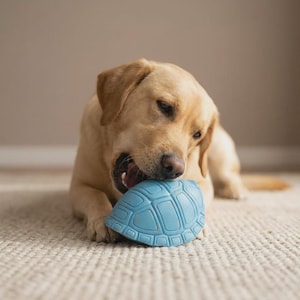 Op de afbeelding: Een gele Labrador Retriever kauwt op een lichtblauw, schildpadvormig hondenspeeltje. De hond ligt op een beige tapijt. Het speeltje heeft een textuur. De bek van de hond is open.
