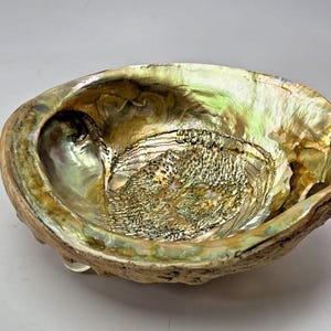 May include: Abalone shell with iridescent interior. The shell's interior displays a mix of green, gold, and brown hues, with a textured, pearlescent surface. The outer edge is a rough, earthy brown.