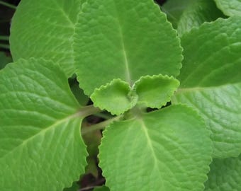 Fresh Culinary Oregano Bundle | Farm Fresh Herbs | Organic Herb Bunch for Cooking