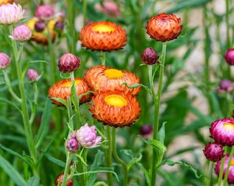 Strawflower (Live Plugs)