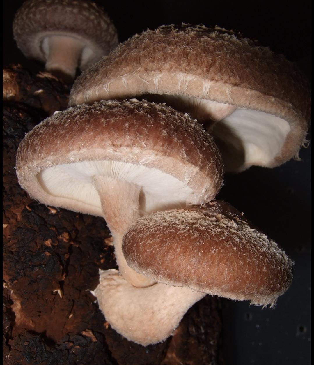 Fresh Shiitake Mushrooms