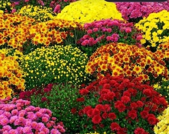 Mums (Live Plugs)