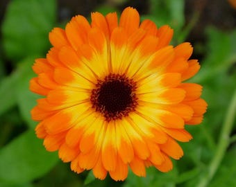 Calendula (Live Plugs)