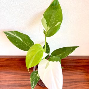 Philodendron White Wizard 11” plant in 4” Pot. Live house plant. *US Seller