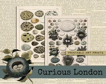 bird egg prints | etymology art | natural history prints | antique nature art | instant download | digital wall decor | curiouslondon