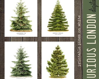 pine tree prints  I  christmas art  I  printable wall art  I  holiday decor  I  woodland christmas  I  digital prints  I  curiouslondon