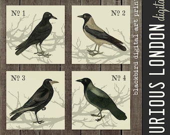 Vintage Blackbird Art Prints: Raven Crow Wall Decor (Digital Download)
