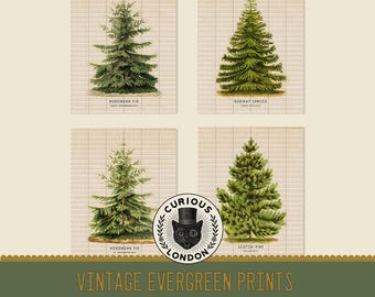 Vintage Christmas Pine Tree Prints: Printable Evergreen Art (Digital Download)