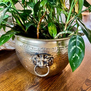 Puede incluir: Una maceta decorativa dorada con textura martillada y un tirador con cabeza de león. La maceta está llena de exuberantes plantas verdes con hojas abigarradas. La maceta está sobre una superficie de madera.
