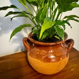 May include: A potted plant with vibrant green and white speckled leaves. The plant is in a round, two-toned brown ceramic pot with two handles. The pot has a glossy finish and sits on a wooden surface.