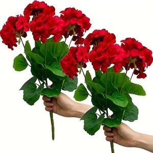 Peut inclure: Deux bouquets de géraniums rouges vifs avec des feuilles vertes luxuriantes. Les fleurs sont en pleine floraison, mettant en valeur leur couleur et leur texture riches. Les tiges sont tenues par des mains.