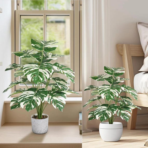 caudex plants Fockea Crispa 4 rare caudex plant