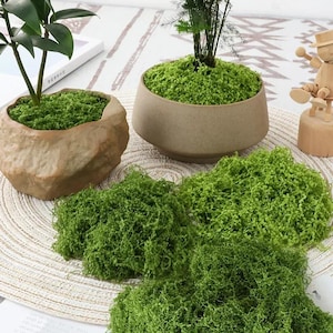 Puede incluir: Una variedad de musgo decorativo y pequeñas plantas en macetas. Dos macetas de cerámica contienen plantas con follaje verde y musgo. Musgo verde brillante suelto dispuesto en pequeños montones. Una figura de madera es visible.