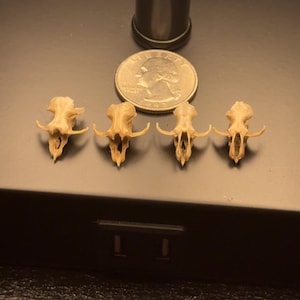 Rodent Skull Tops – Set of 4