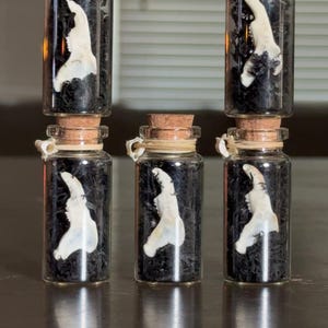 Bone Jar: Real Rabbit Jaw Bone & Vertebrae Charm - Gothic Decor