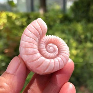 May include: A carved, pink gemstone sculpture of a nautilus shell. The shell features detailed spiral and ribbed patterns. The sculpture is held in a person's hand, with a blurred green background.