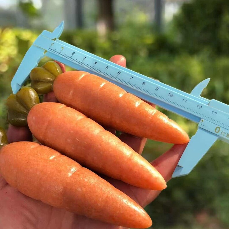 May include: Three orange carrots are held in a hand, with a light blue caliper measuring their length. The carrots have a textured surface and are a vibrant orange color. Several green, leaf-like objects are also visible.