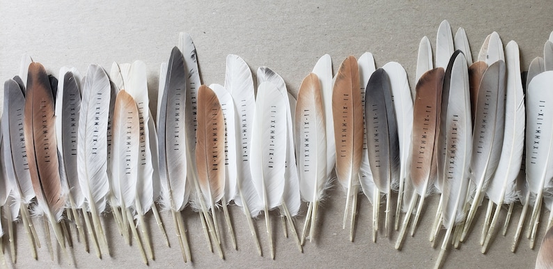 May include: A collection of 30 white, gray, and brown feathers with black ink markings. Each feather has a unique number written on it.