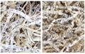 Sheet Music Shred Paper for gift , crinkle paper shred , gift basket filler , shredded paper , recycled paper hymnal, music shredded paper