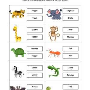 Pets Vocabulary Worksheet