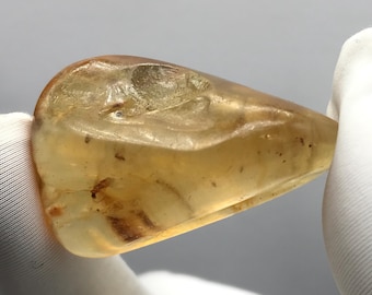 数百万年もの間閉じ込められていたクモ虫入り琥珀 | バルト海産琥珀に