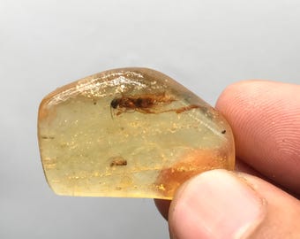数百万年もの間閉じ込められていたクモ虫入り琥珀 | バルト海産琥珀に