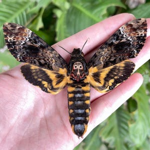 Real Death Head Hawk Moth Mounted Wings, Insect Specimen Gift, Real Insect Unique Gift, Butterfly Specimen,Taxidermy Art Oddity Curiosities