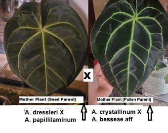 Anthurium (dressleri x papillilaminum) X (crystallinum x besseae aff) Hybrid Seedling choice live Rare plant. See more in Item Description.