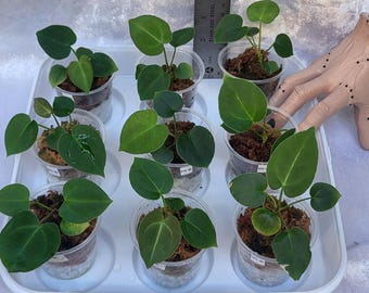 Anthurium (A. dressleri x A. papillilaminum) X (A. crystallinum x A. besseae aff) Hybrid EXACT Choice of Seedling(s). See Item Details