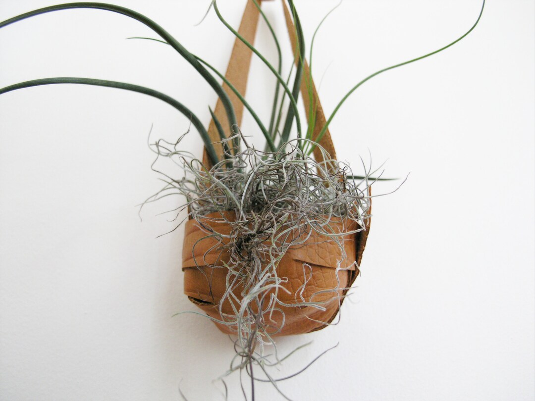 Salvaged Leather Hanging Planter for Air Plants Air Plant Display