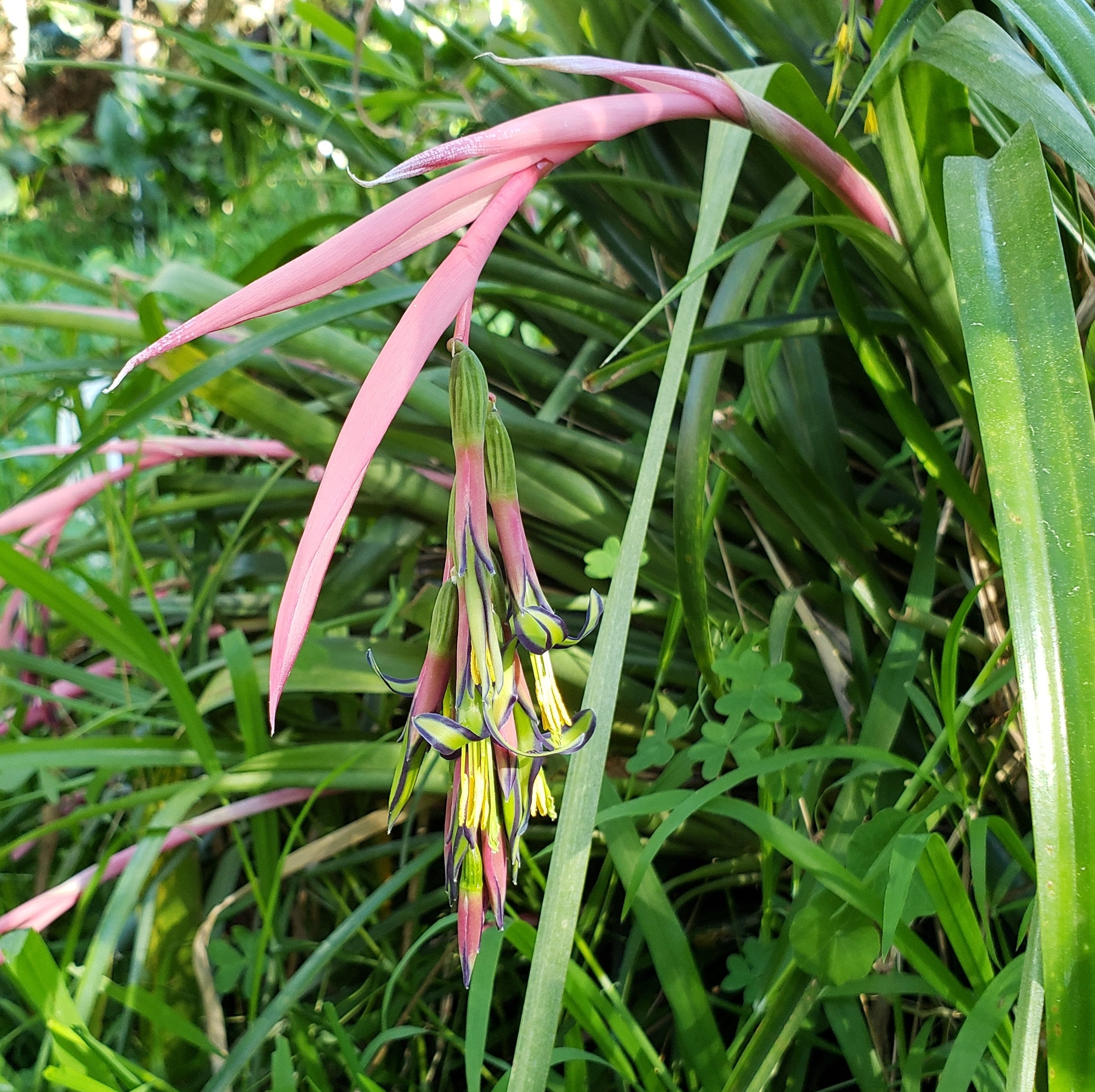 Tears Of Majesty: Billbergia Nutans Queen's Tears, A Glimpse Of Regal Elegance