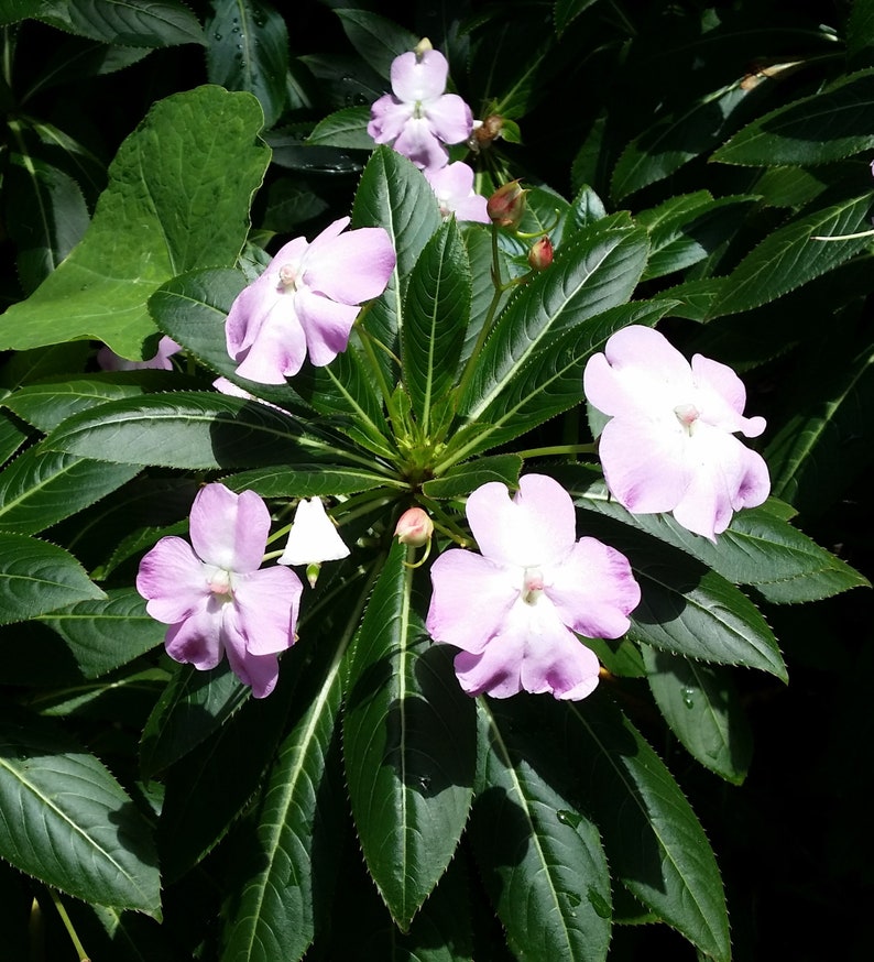New Guinea Impatiens sodenii Poor Man/'s Rhododendron Pink Flowers Easy Hardy Perennial Deer Resistant Eight Shoots