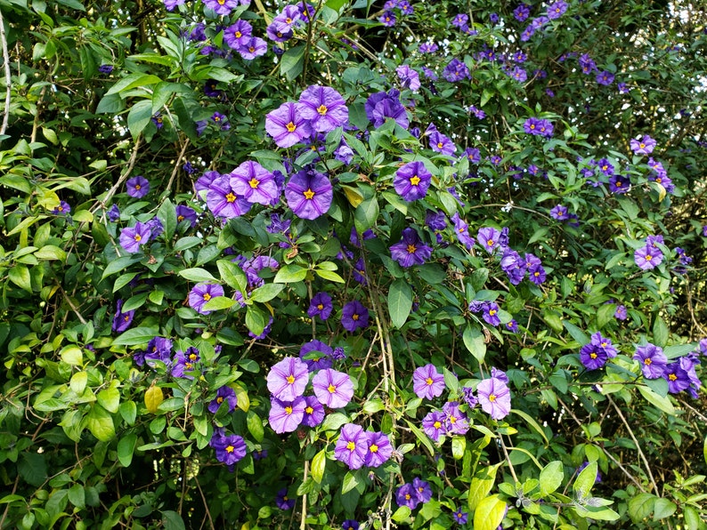 Purple Potato Solanum Bush 5 Plants Paraguay Nightshade Etsy