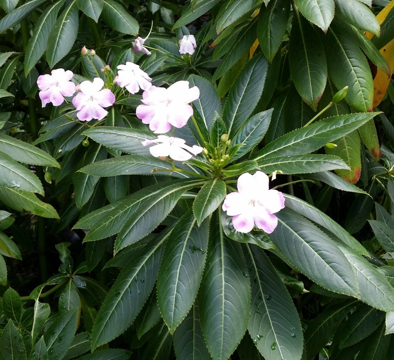 New Guinea Impatiens sodenii Poor Man/'s Rhododendron Pink Flowers Easy Hardy Perennial Deer Resistant Eight Shoots