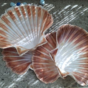 2 Large Beautiful Adriatic Coast Lions Paw Shells, Natural Sea Scallop Shell, Collection for Beach Decor and Crafts, Supply Elements Scallop