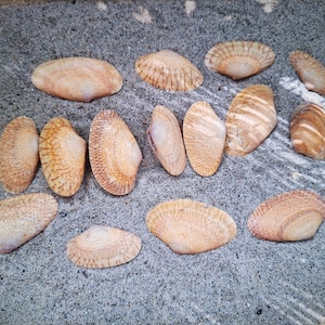 Beautiful Adriatic Coast Shell Set – Natural Sea Shell Collection for Beach Decor and Crafts, Mediterranean shells, Supply Elements, Clam