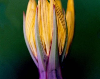 Fotografia di fiori viola e gialli: stampa artistica floreale audace (8x10)