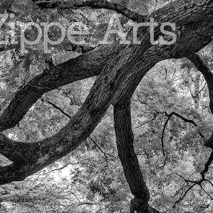 Black & White Tree Silhouette, 8 x10 print, Tree branches and leaves photo