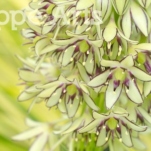 Yellow Green Botanical Print, Flower Photography, Green Flower Photo 8x10, Nature Photography