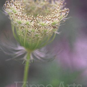 Queen Anne&#39;s Lace Blumendruck, 8x10 Blumendruck