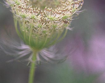 Queen Anne's Lace Flower Print: Unfurling Bloom (8x10)