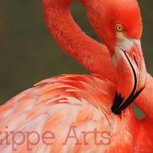 Flamingo Print, Pink Flamingo Photo, Tropical Wall Art, Flamingo Art, Florida Bird Decor, Coral Art, Tropical Bird 8x10 Print