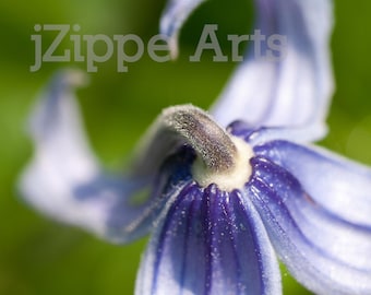 Purple Flower Photography: Macro Floral Art Print (8x10)