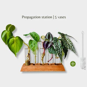 Estación de propagación de plantas – Estación de propagación de vidrio – Accesorio de interior para jarrón de madera