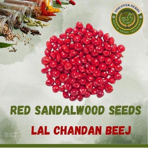 Red Sandalwood Seeds: Lal Chandan Beej - Grade A for Planting