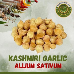 Frischer Pahadi Lahsun, Kashmiri Knoblauch, Himalaya Lahsun, Knoblauch mit einer Nelke, Natürlicher Knoblauch mit einer Nelke, Allium sativum, Ajo Japones von BHT