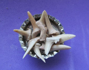 Shark Tooth Magnet. Bottle cap magnet filled with multiple small shark teeth.  Gift of beach memories, ocean memories.