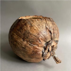 Peut inclure: Une noix de coco naturelle et brune avec le dessus évidé. La coque a une surface rugueuse et texturée avec des nuances de brun et de beige. La base de la noix de coco présente une petite tige et une cosse séchées.