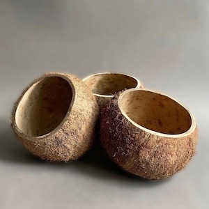 Peut inclure: Trois bols en coquille de noix de coco naturelle avec un extérieur rugueux et texturé et un intérieur lisse. Les bols sont bruns et beiges, et sont disposés sur une surface grise. Les bols ouverts sont vides et prêts à être remplis.